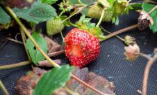 Antracnoza Antracnoza